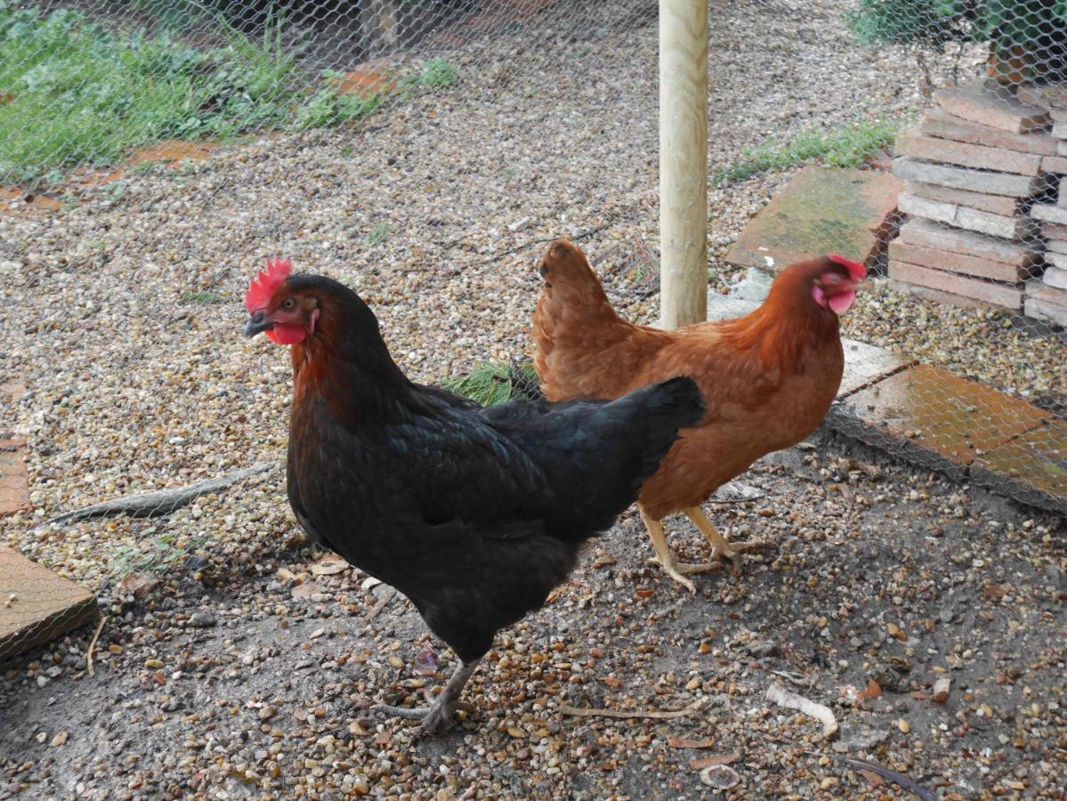 Gite Les Jardins De Terrefort Saumur Εξωτερικό φωτογραφία